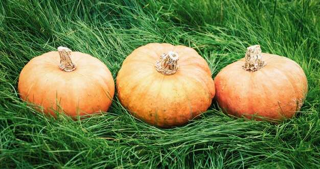 Zucche su erba verde di fila, ciao autunno