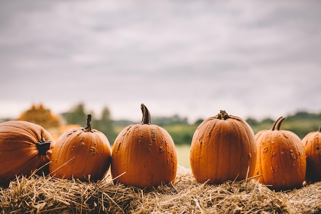 Zucche sul fieno in campagna Halloween e Ringraziamento