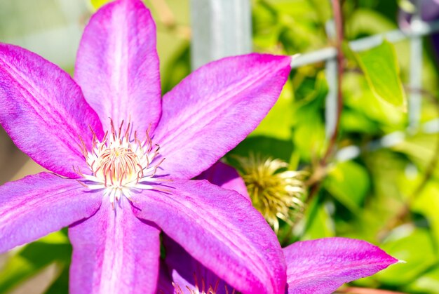 Zucchero Candy Clematis fiori rosa