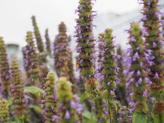 Zucchetto fiore viola nome scientifico Scutellaria suffrutescens