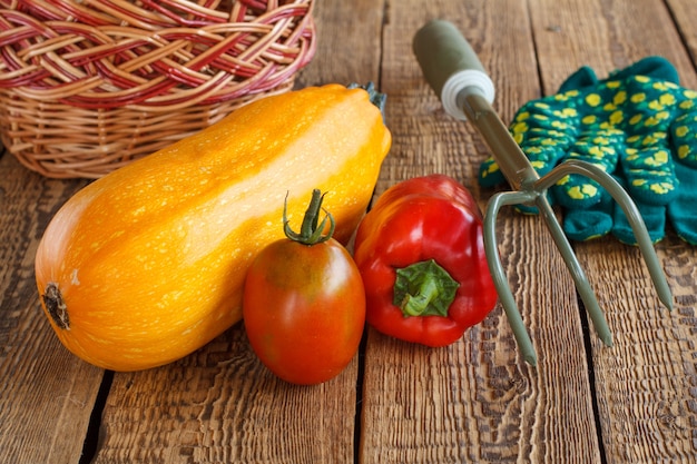 Zucchine appena raccolte, pomodori e peperoni con un cesto di vimini, rastrello a mano e guanti da giardino su vecchie tavole di legno. Verdure appena raccolte. Vista dall'alto.