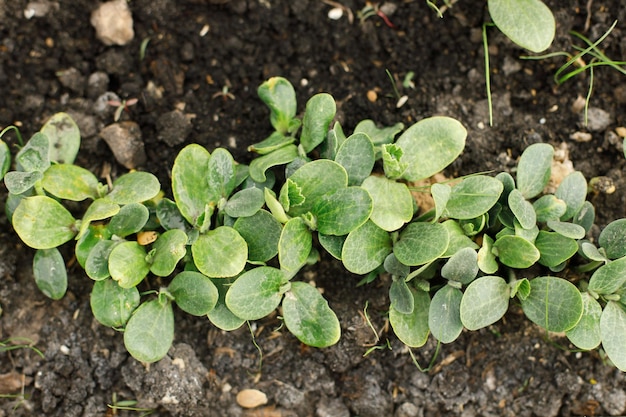 Zucchine che crescono nell'orto urbano Zucchine o foglie di zucca e germoglio da vicino Cibo coltivato in casa e verdure biologiche Orto comunitario