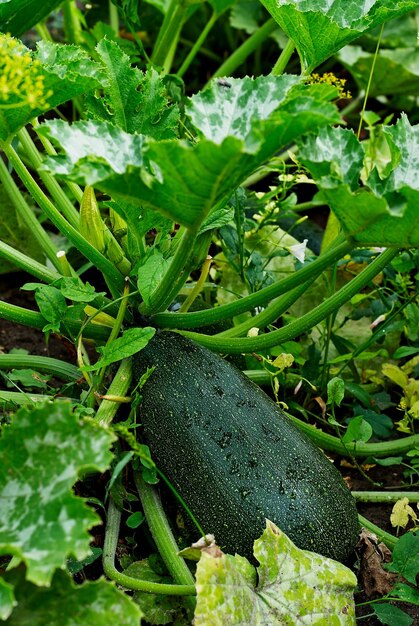 Zucchine con gocce che crescono in giardino