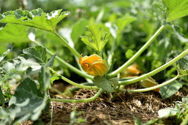 Zucchine e il suo fiore all'inizio dell'estate in un giardino ecologico cucurbita pepo