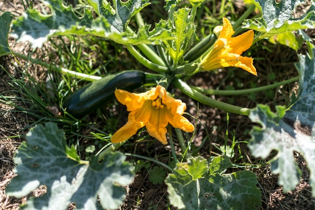 Zucchine e il suo fiore all'inizio dell'estate in un giardino ecologico cucurbita pepo