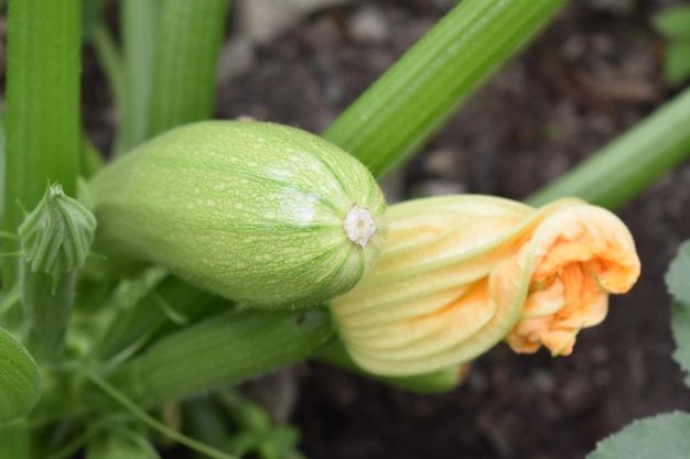 Zucchine in fiore fiore giallo e frutta nell'orto