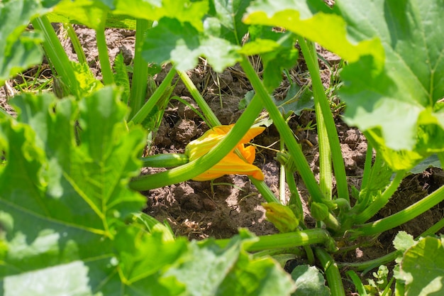 Zucchine in fiore zucchine. Grandi foglie verdi di una pianta con un fiore giallo. Sviluppo di frutti oblunghi.