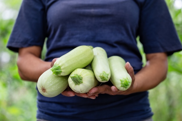 Zucchine mature nelle mani di una contadina