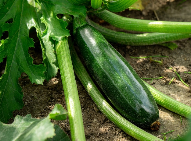 Zucchine verdi che crescono in giardino.