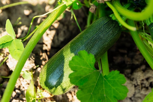 Zucchine verdi mature in giardino. Nuovo raccolto dalla natura. Vitamine e cibo sano. Avvicinamento.