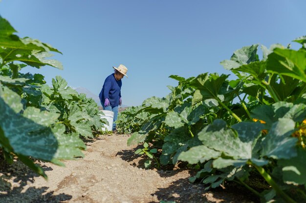 Zucchine verdi messicane che selezionano sulla piantagione