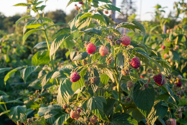 Zuppa di lamponi in giardino