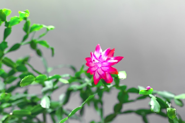 Zygocactus, pianta schlumbergera con fiori, fioritura di dicembre