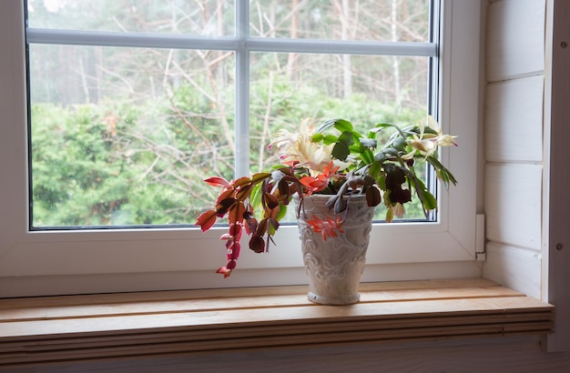 Zygocactus schlumbergera in un vaso di ceramica sulla finestra