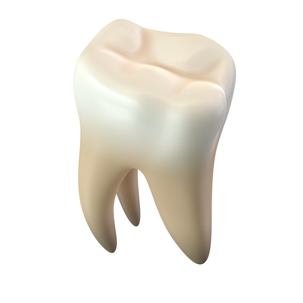 3D render of single molar tooth isolated wall.