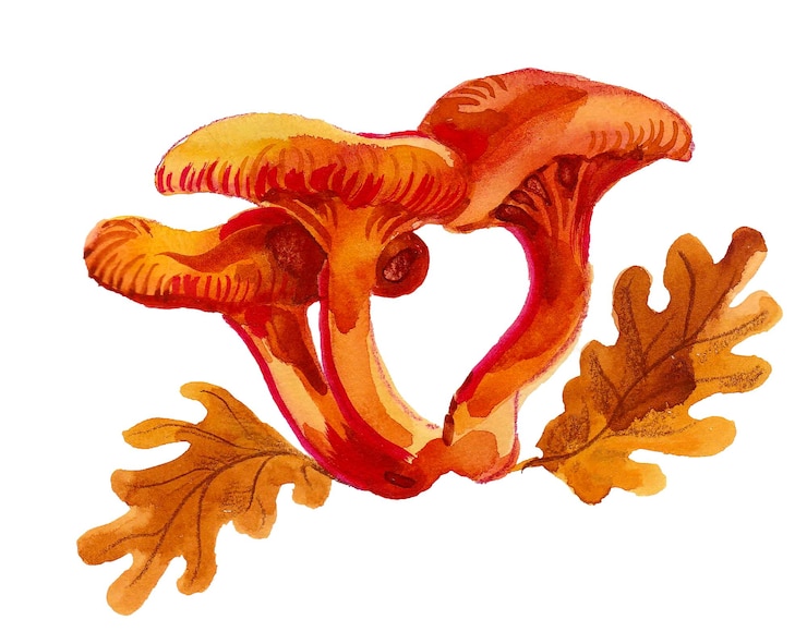 Fotografie a drawing of a mushroom with a heart shaped crown