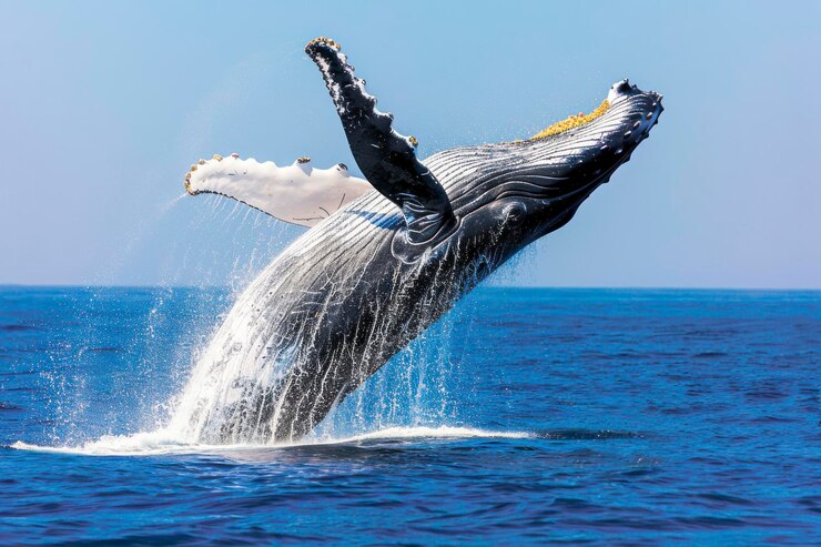A majestic humpback whale breaches the surface of the ocean