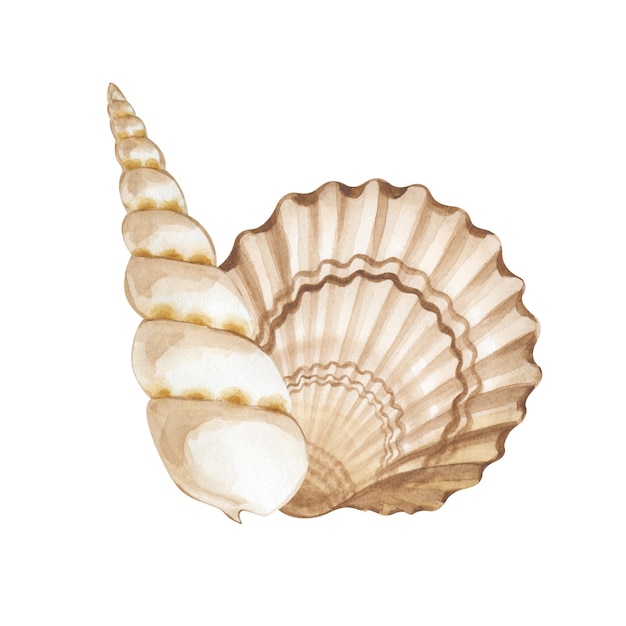 A pair of handpainted watercolor seashells an illustration of beige and brown shells isolated on a