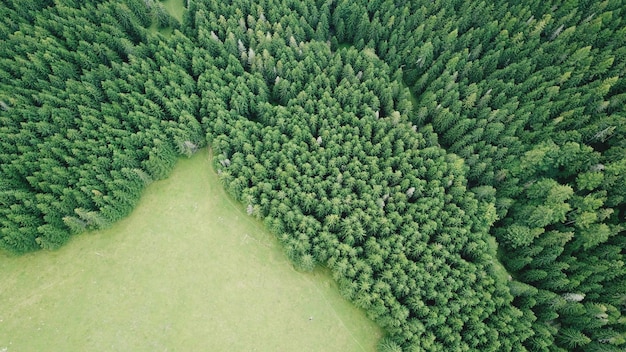 Aerial view of trees in forest