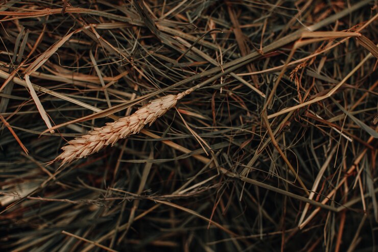 Fotografie autumn dry ear of wheat natural organic autumnal background the time of harvest thanksgiving