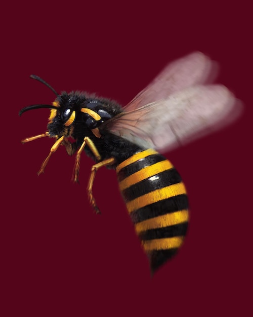 bee illustration realism realistic