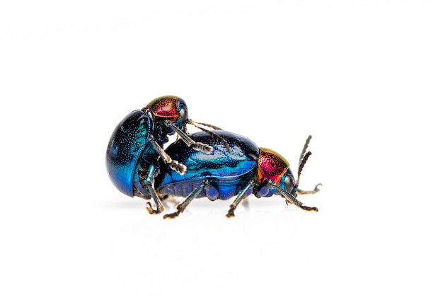 blue milkweed beetle it has blue wings and a red head couple make love. Insect. Animal.