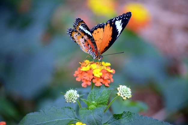 butterfly on flowers blooming outdoors