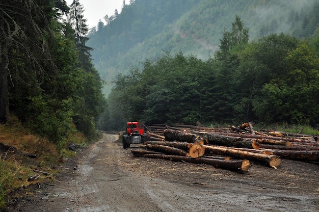 Cars on road in forest