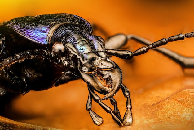 close-up of a beetle