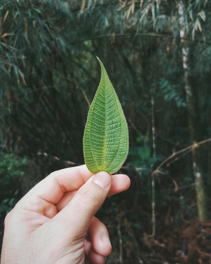 Fotografie close-up of a hand holding leaf