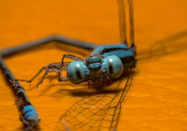 close-up of an insect against blurred background