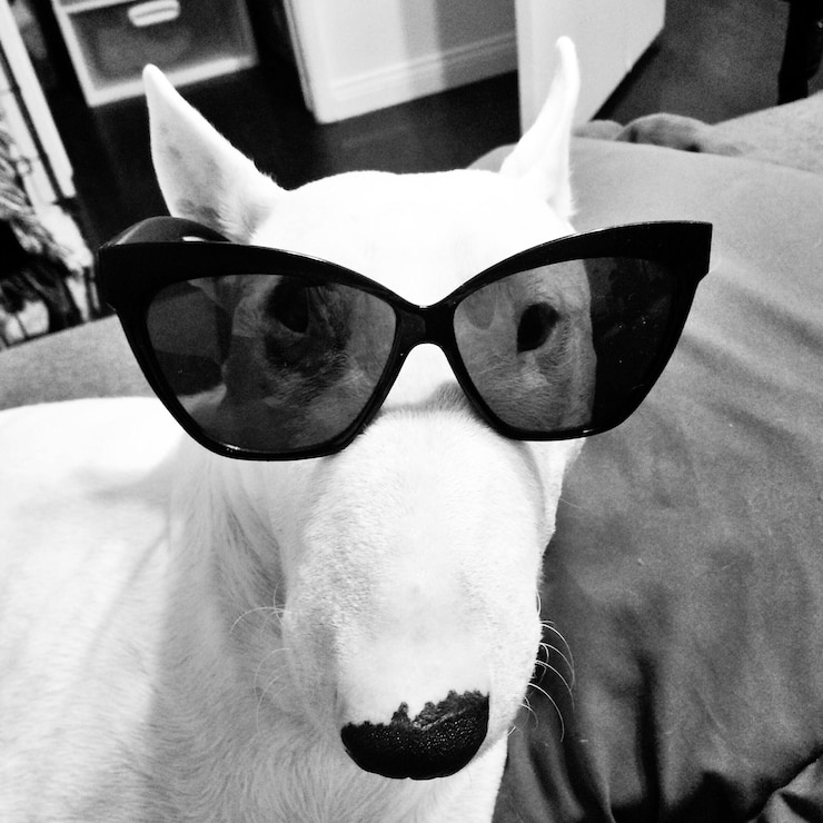 Fotografie close-up of bull terrier wearing sunglasses