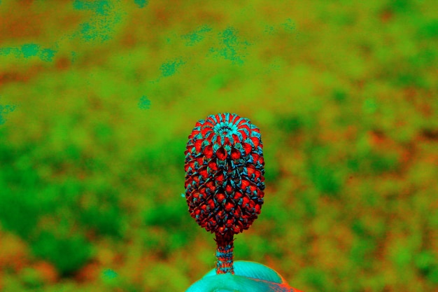close-up of butterfly on flower