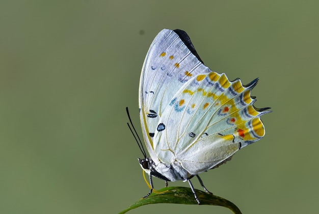close-up of butterfly on plant