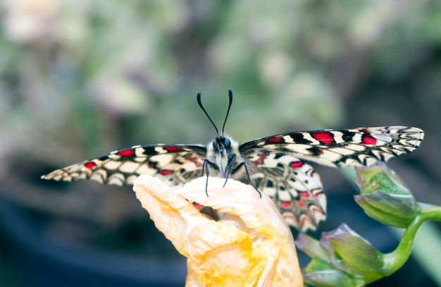 close-up of butterfly pollinating flower