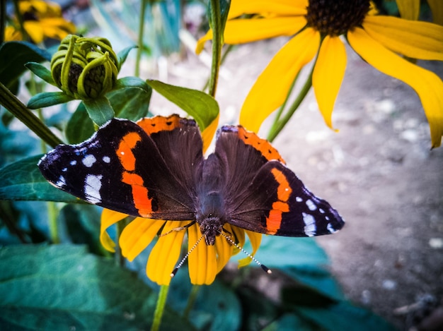close-up of butterfly pollinating on yellow flower