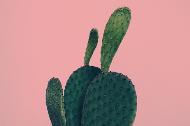 close-up of cactus against pink background