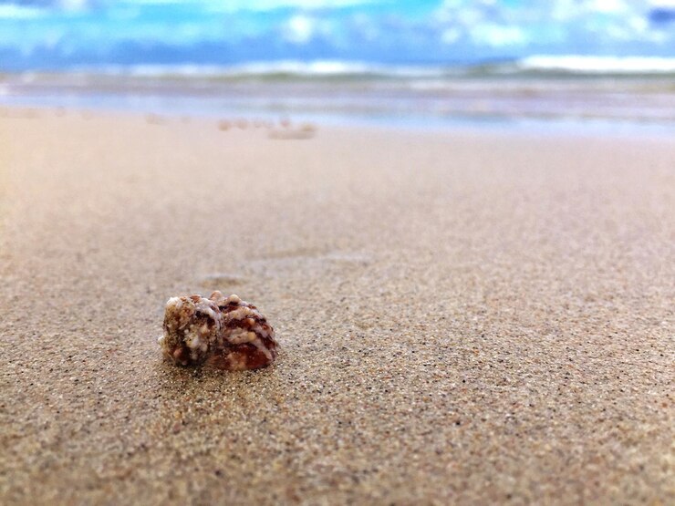 Fotografie close-up of crab on sand at beach