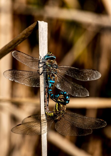 close-up of dragonflies on wood