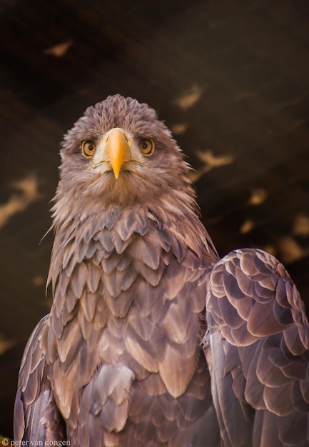close-up of eagle in captivity