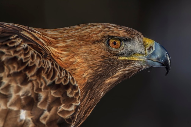 close-up of eagle