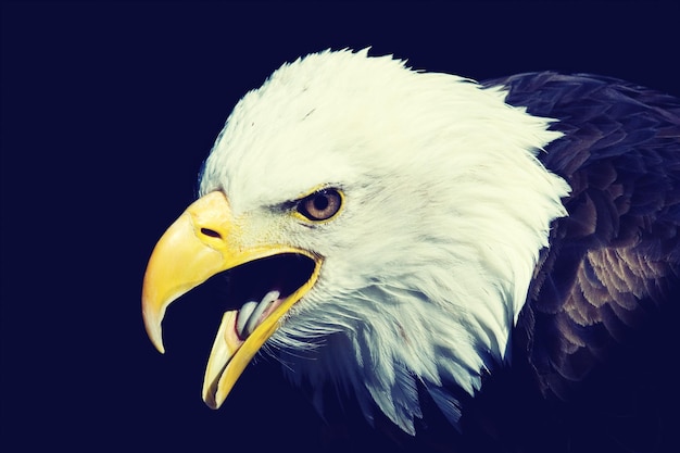 close-up of eagle