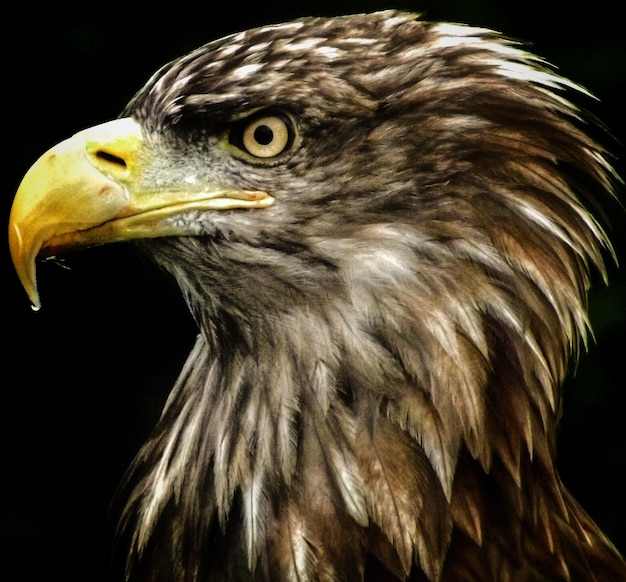 close-up of eagle