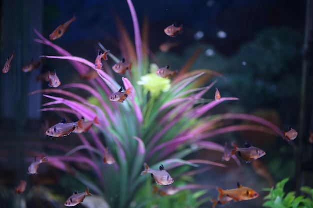 Close-up of fish in water