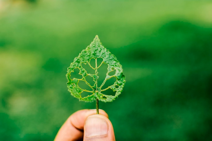 Fotografie close-up of hand holding leaf