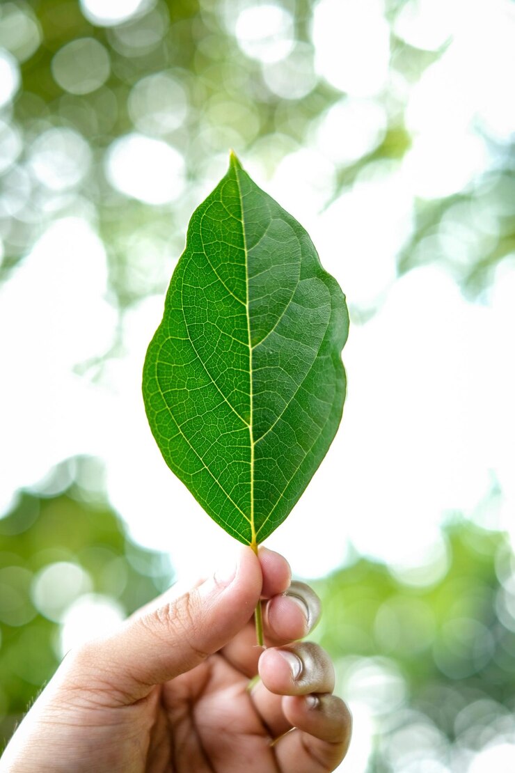 Fotografie close-up of hand holding leaf