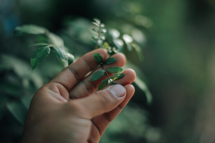 Fotografie close-up of hand holding plant