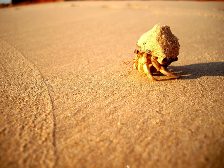Fotografie close-up of hermit crab on sand