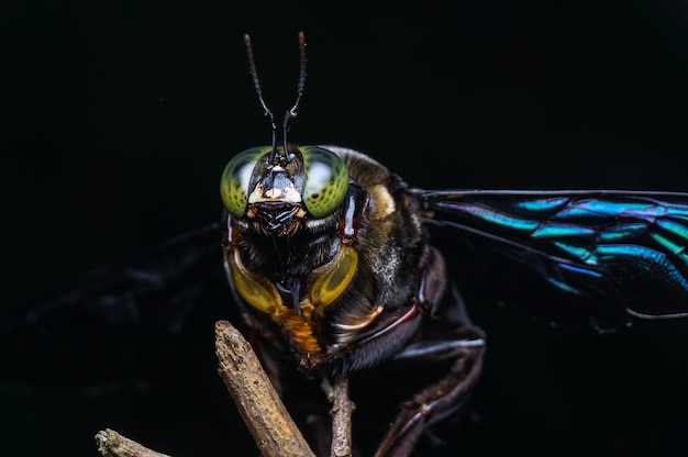 close-up of insect against black background