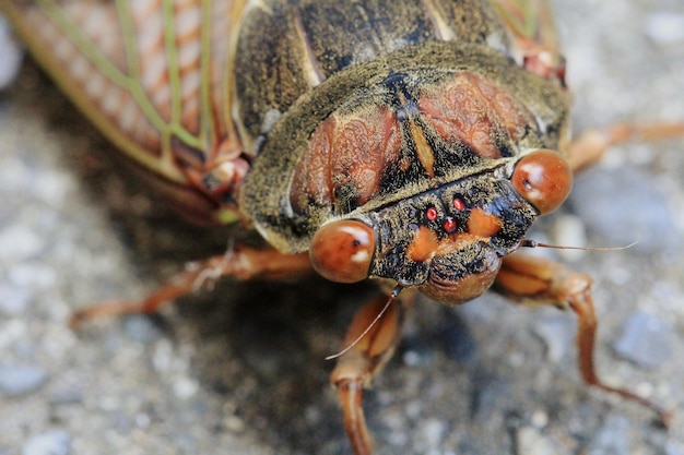 close-up of insect on rock